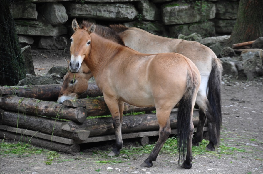 Przewalski-Pferd mit erkennbaren Beinstreifen, Schulterkreuz und Aalstrich im Zoo Salzburg. Die Arbeit der Zoos hat verhindert, dass sie ausstarben. Foto: „Przewalski striping“ von DFoidl - Lizenziert unter CC BY-SA 3.0