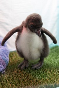 Ein kleiner Felsenpinguin in der speziellen Baby Station. | Foto: Loro Parque