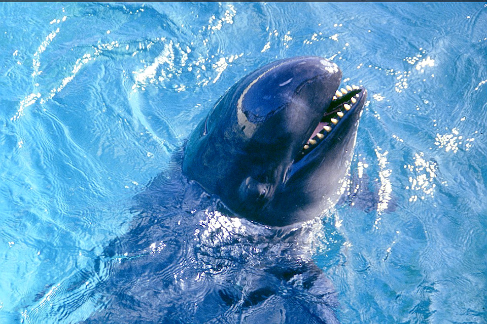 Kleiner Schwertwal (Pseudorca crassidens) im Sea Life Park Hawaii (1993) | Foto: Stefan Thiesen Buntrabe, Lizenz: CC BY 3.0