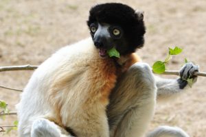 Kronensifaka im Cotswold Wildlife Park, Broadwell, Oxfordshire